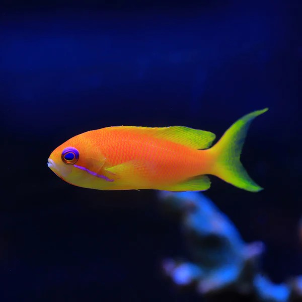 ANTHIAS FISH   Blue Eye Anthias   Female 副本 600x600 